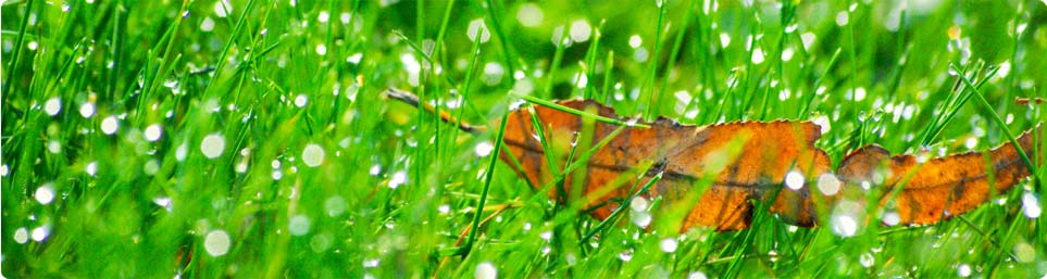 <B>Ecotherapy Hungary, Ökoterápia</B> a Szentendrei-szigeten!Várunk téged is <B>lovastábor</B>ainkba!